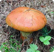 Сколько времени варить грибы